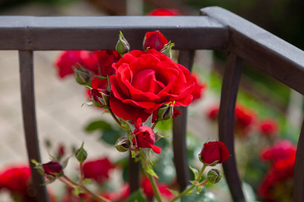 Red climbing rose \