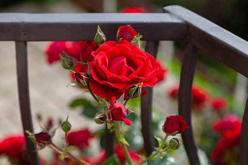 Red rose grows on a balcony with a fence