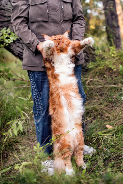 istock A huge maine coon cat in forest. 1304264518