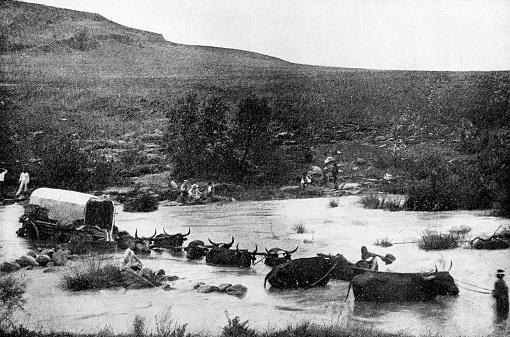 An ox cart stuck while crossing the Crocodile River (East) in Mpumalanga, South Africa. Vintage photo etching circa 19th century.