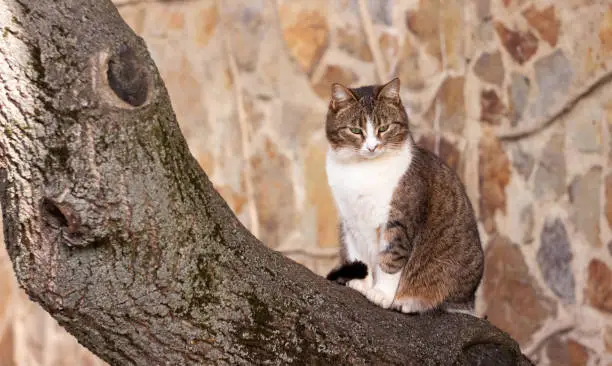 A beautiful brown-white domestic cat sits on a tree in anticipation of spring. Pet for a walk