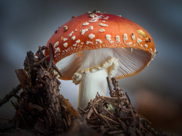 Detailed shot of a bright and bright red toadstool photographed in the wild. Shot under the red cap studded with white scales, of a fly agaric that shines brightly in the light. mycology photos stock pictures, royalty-free photos & images