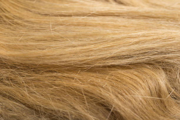 istock A full page of horizontal flax fibers texture. Common flax. 1304267130