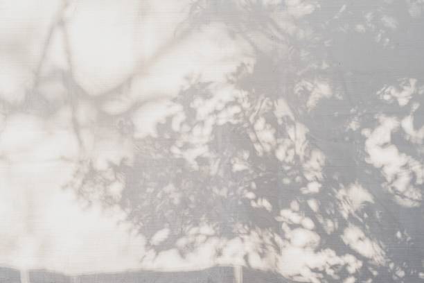 istock Shadow of branches and leaves cast on a textured fabric 1304268682