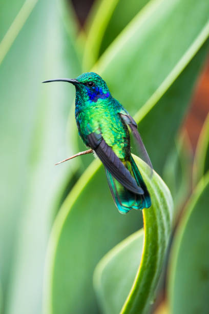 istock Green violetear hummingbird, Colibri thalassinus 1304269856