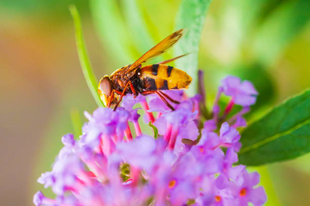 Volucella zonaria, the hornet mimic hoverfly, feeding nectar on purple Buddleja davidii flowers