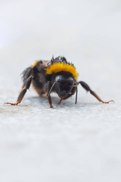 istock Large earth bumblebee Bombus terrestris closeup 1304270704