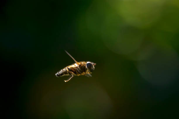 Eristalis pertinax hoverfly insect closeup.