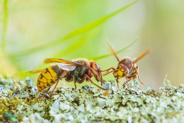 A colorful European hornet comes to rest on a forest flower in a northwestern Swiss forest during the springtime.