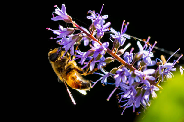 istock Honey bee Apis mellifera pollination 1304270750