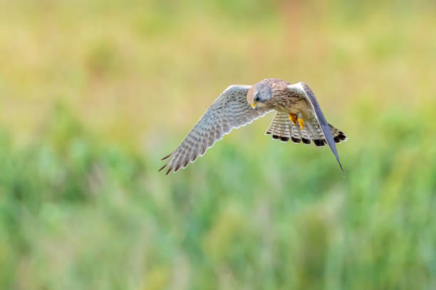 istock Kestrel falco tinnunculus closeup in flight 1304270752