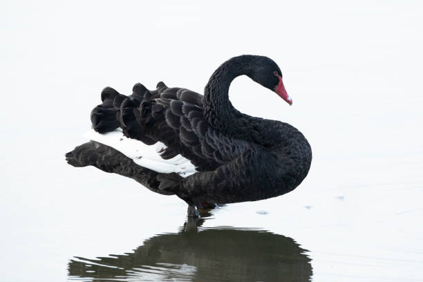 istock Black swan, Cygnus atratus, posing and preening 1304270785