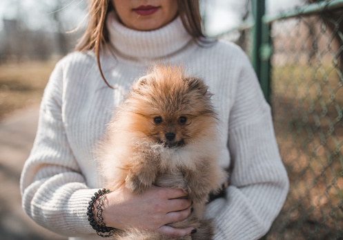 Jojo, a Pomeranian breed pet dog (age 4 years old) with her Asian owner at home.