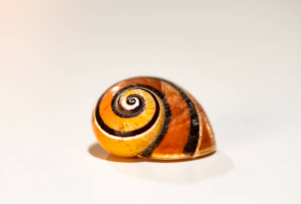 Cuban Shells 170+ Cuban Snails Stock Photos, Pictures & Royalty-Free Images - iStock