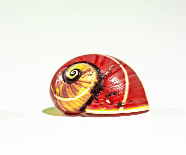 Large toy garden snail outside, isolated on white background. Clipping path (path does not include shadow).