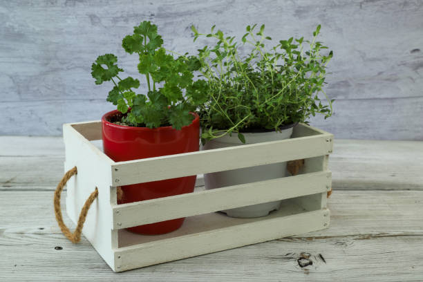istock thyme and parsley planted in a flower pot 1304271695