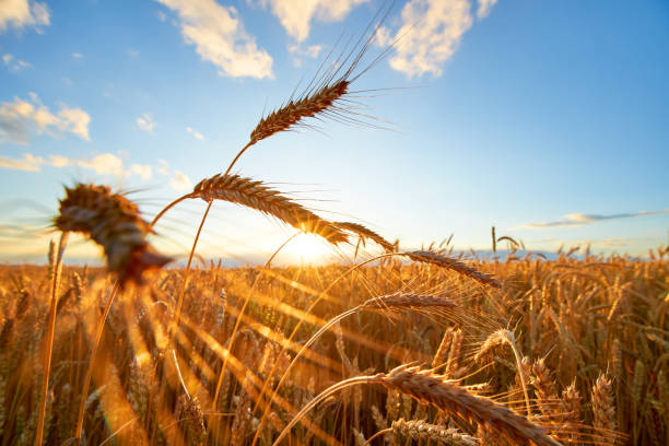 istock Wheat spikelets in the sunbeams 1304273218