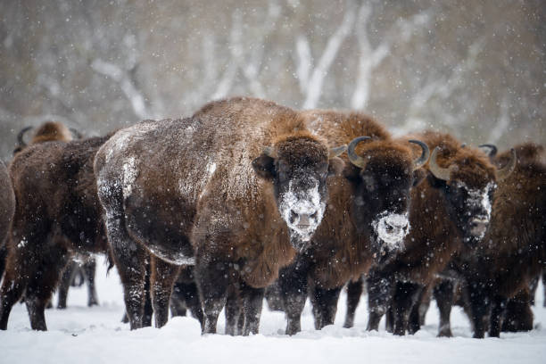 istock Herd of bisons in the snowfall 1304273231