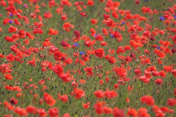 istock Poppy Flowers Field 1304274329