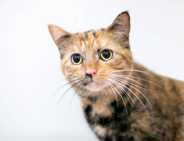 istock A Tortoiseshell tabby cat with dilated pupils 1304275276