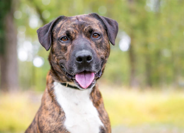 istock A brindle mixed breed dog looking at the camera 1304275294