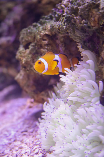 istock A Clow fish in the reef 1304275300