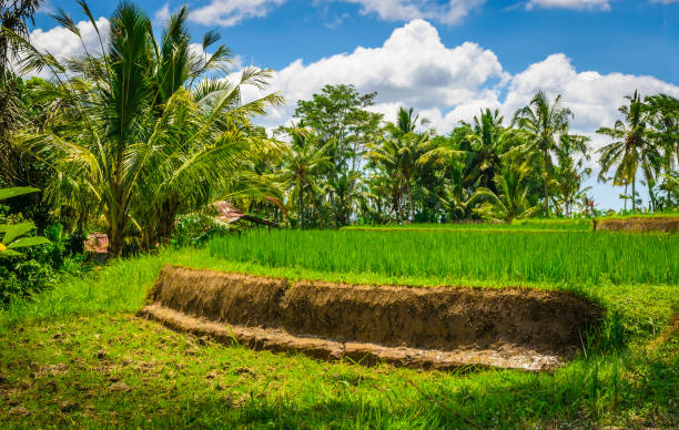 istock Beautiful Bali rice fields. Rice terraces in Bali, Indonesia 1304277415