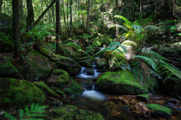 istock Creek in the mountain 1304278733