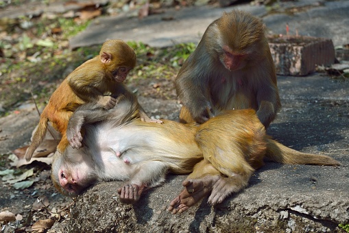 The monkeys grooming each other,\nThis is especially the social activities of the monkey population.\nThis is a wild macaque population,They live in the hills and  woods of Guilin,It already has more than 45 years.\nBecause people's care and love,The wild population is growing.