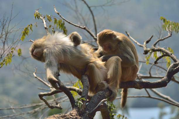 istock The monkeys grooming each other 1304278740