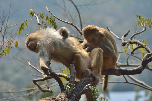 The monkeys grooming each other,\nThis is especially the social activities of the monkey population.\nThis is a wild macaque population,They live in the hills and  woods of Guilin,It already has more than 45 years.\nBecause people's care and love,The wild population is growing.