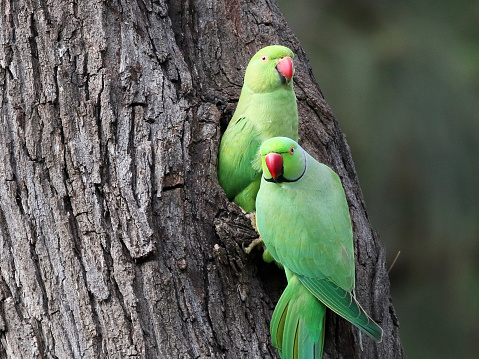A Pair of Rose-ringed Parakeets (Psittacula krameri) at a nest
