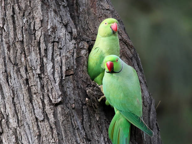 Pair of Rose-ringed Parakeets A Pair of Rose-ringed Parakeets (Psittacula krameri) at a nest parakeet photos stock pictures, royalty-free photos & images