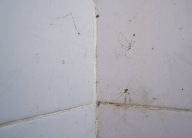 istock House spider perched on the corner of the bathroom. 1304280564