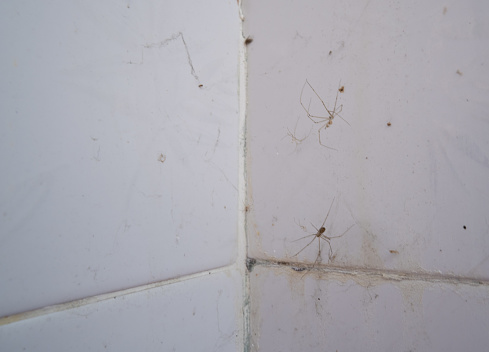 House spider perched on the corner of the bathroom.