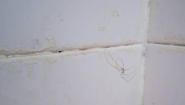 istock House spider perched on the corner of the bathroom. 1304280568