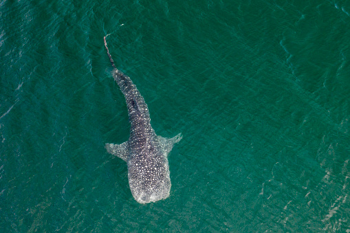 Whale shark in La Paz, Baja California.