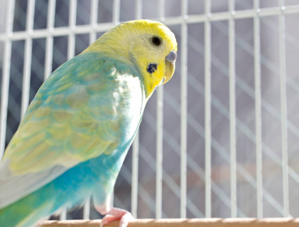 istock The budgerigar (parakeet)which relaxes in a bird cage 1304283220