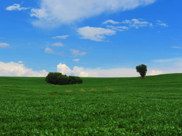 istock Beautiful blue sky with clouds with trees and small forest in the countryside 1304283298