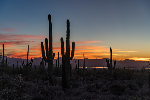 Landscape involving Saguaro cactus, prickly pear and other native cactus at sunset