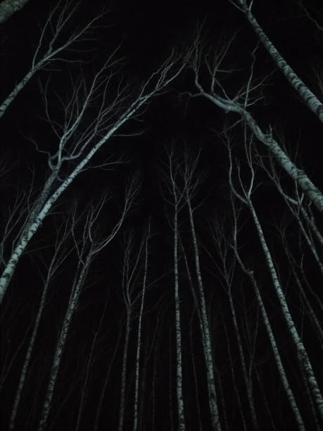 istock white tree trunks crowns in the night sky on a black background 1304286424