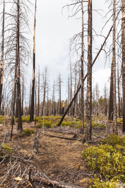 istock Vertical shot of forest with bare trees on a gloomy day in Utah 1304287129