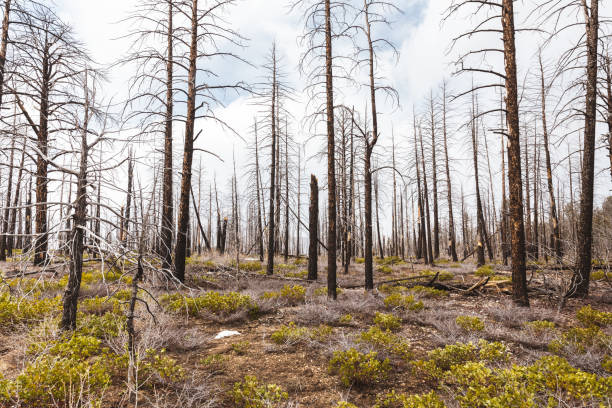istock Forest with bare trees on gloomy day in Utah 1304287158