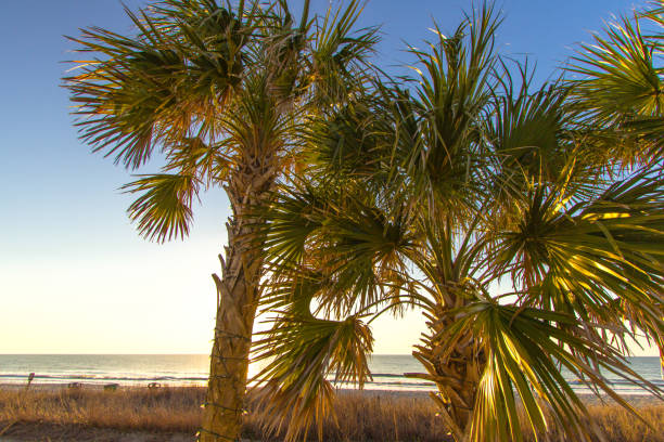 istock South Carolina Palmetto Tree In Myrtle Beach 1304287439