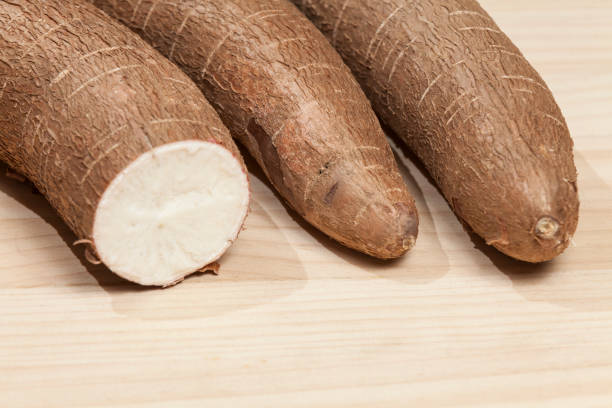 istock Manihot esculenta (Yuca, manioc, guacamota) Cassava raw tuber. 1304287472