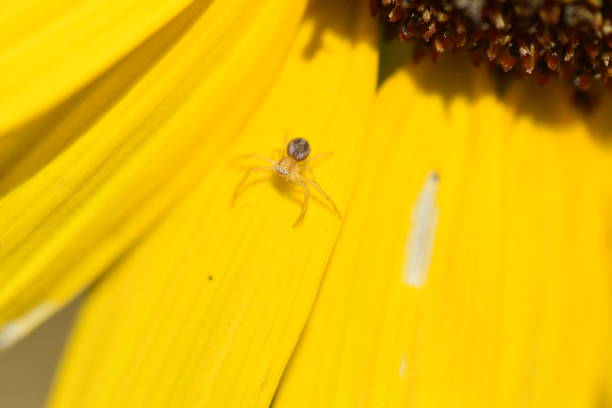 istock Crab Spider on a Sunflower 1304289274
