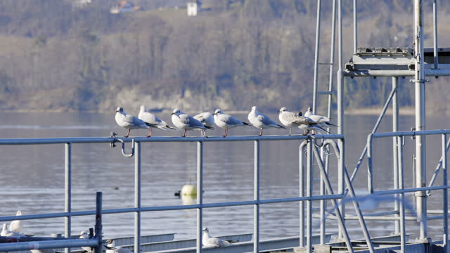 white seagulls sitting on a steel railing on the pier, some birds flying wild in the air, video specs: prores 422 HQ, 4K UHD, 29.97 frames