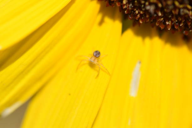 istock Yellow Crab Spider on a Sunflower 1304290674