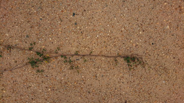 istock Dusty red Sand and plant macro desert land 1304292445