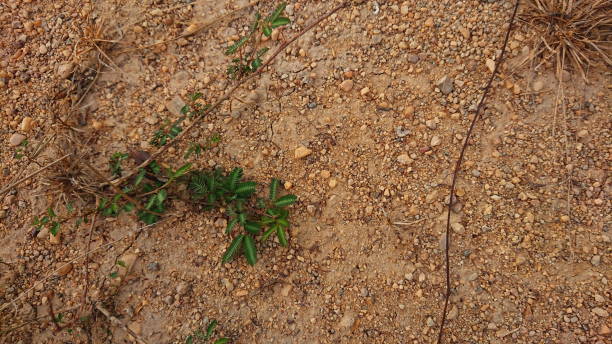 istock Dusty red Sand and plant macro desert land 1304292465